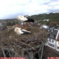 17_45-nest.jpg