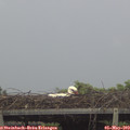 17_50-mast.jpg