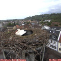 17_50-nest.jpg