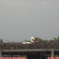 18_00-mast.jpg