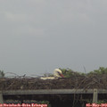18_05-mast.jpg