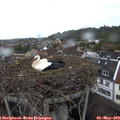 18_05-nest.jpg
