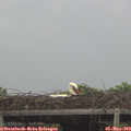 18_10-mast.jpg