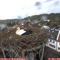 18_10-nest.jpg