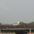 18_15-mast.jpg