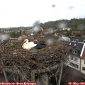 18_15-nest.jpg