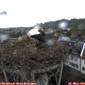 18_25-nest.jpg