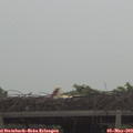 18_35-mast.jpg