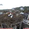 18_35-nest.jpg