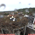 18_45-nest.jpg