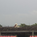 18_50-mast.jpg