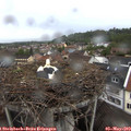 18_50-nest.jpg