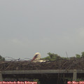 18_55-mast.jpg