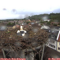 19_00-nest.jpg