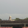 19_05-mast.jpg