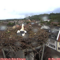 19_05-nest.jpg