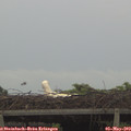 19_10-mast.jpg