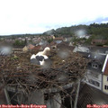 19_10-nest.jpg