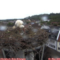 19_15-nest.jpg