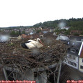 19_25-nest.jpg