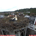 19_35-nest.jpg