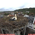 19_45-nest.jpg