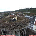 19_55-nest.jpg