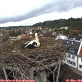 20_05-nest.jpg