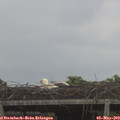 20_10-mast.jpg