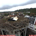 20_10-nest.jpg