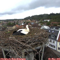 20_15-nest.jpg