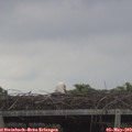 20_20-mast.jpg