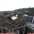 20_25-nest.jpg