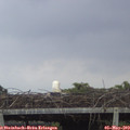 20_30-mast.jpg
