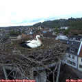 20_35-nest.jpg