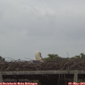 20_40-mast.jpg