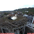 20_40-nest.jpg