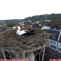 05_55-nest.jpg