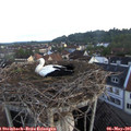 06_05-nest.jpg