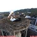06_15-nest.jpg