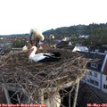 06_20-nest.jpg