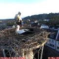 06_25-nest.jpg