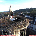 06_35-nest.jpg