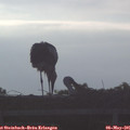 06_45-mast.jpg