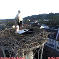06_45-nest.jpg