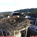 06_50-nest.jpg