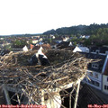 06_55-nest.jpg