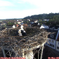 07_00-nest.jpg