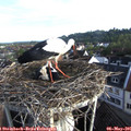 07_15-nest.jpg
