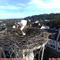 07_20-nest.jpg
